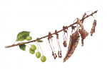 Монилиоз