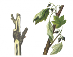 Смородинная стеклянница