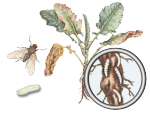 Капустная муха