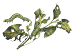 Листогрызущие гусеницы