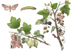 Крыжовниковая огневка