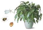Вредители комнатных растений