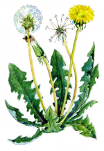 Сорняки