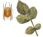 Паутинный клещ