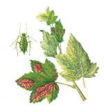 Листовая галловая тля