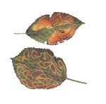 Минирующие моли