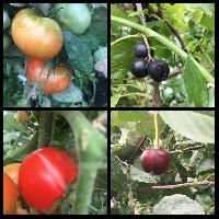 Растрескивание плодов томата, вишни, смородины и других культур