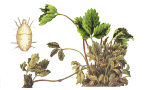 Земляничный клещ