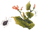 Тля