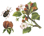 Цветоед (долгоносик)