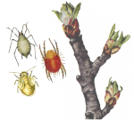 Медяницы, тли, клещи