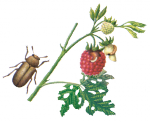 Малинный жук