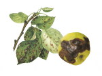 Альтернариоз