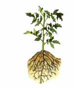 Укоренение