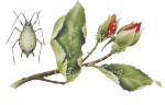 Тля на розах