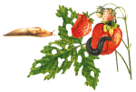 Слизни