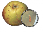 Яблонная щитовка