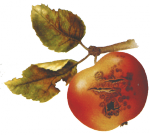Парша