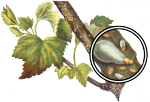 Щитовки и ложнощитовки