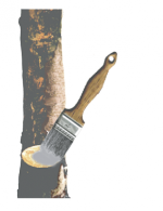 Раны и спилы на деревьях