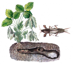 Медведка