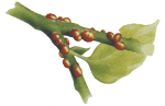 Щитовки