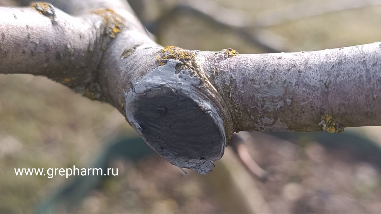 Чем замазать раны и спилы на деревьях