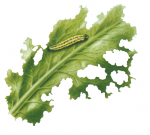 Гусеницы