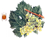 Паутинный клещ