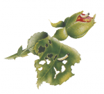 Листогрызущие насекомые