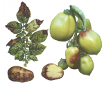 Фитофтороз