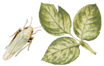 Цикадка