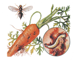 Морковная муха