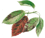 Коккомикоз