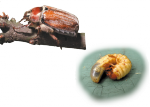 Майский хрущ