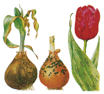 Гнили луковиц