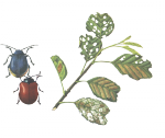 Листоеды